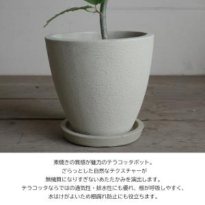 フィカス ウンベラータ ループ樹形 観葉植物 ...の詳細画像3