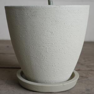 フィカス ウンベラータ ループ樹形 観葉植物 ...の詳細画像4