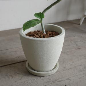 フィカス ウンベラータ ループ樹形 観葉植物 ...の詳細画像5