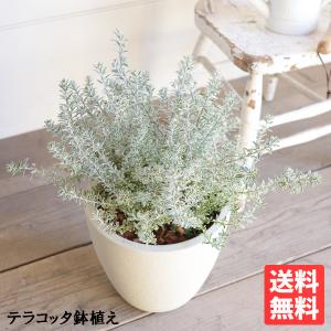 パンダガジュマル8の字仕立て台湾ガジュマル末広がり縁起物 : あとりえ