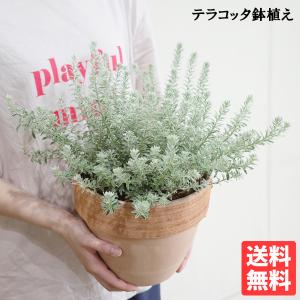 苗 観葉植物：ウエストリンギア スモーキーホワイト*7号 : 遊恵盆栽