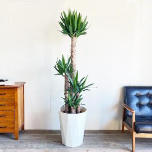 ユッカ エレファンティペス 大型 大鉢 10号...の詳細画像1