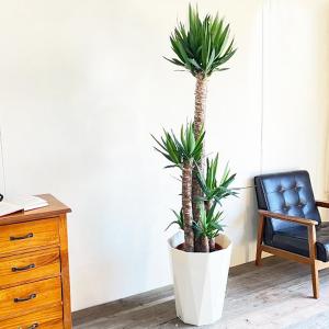 ユッカ エレファンティペス 大型 大鉢 10号...の詳細画像2