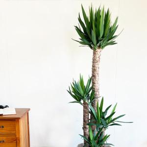 ユッカ エレファンティペス 大型 大鉢 10号...の詳細画像3