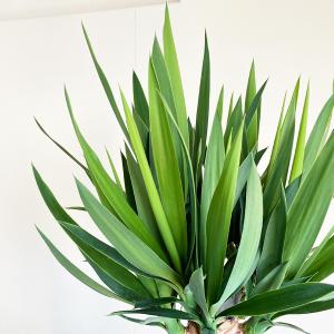 ユッカ エレファンティペス 大型 大鉢 10号...の詳細画像4