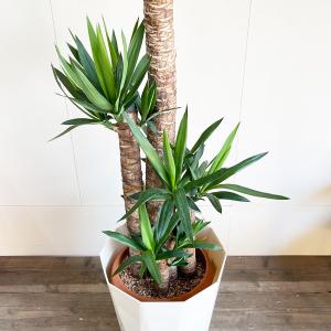 ユッカ エレファンティペス 大型 大鉢 10号...の詳細画像5