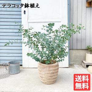 ユーカリ アンティークテラコッタ鉢植え 送料無料 ユーカリの木 鉢植え 観葉植物 ベランダ テラス バルコニー ハーブ 玄関｜観葉植物のパーフェクトグリーン