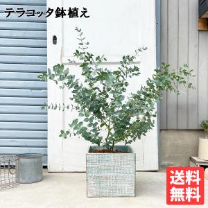 ユーカリ ユーカリの木 青キューブテラコッタ鉢植え 観葉植物 ベランダ テラス バルコニー バルコニスト 玄関 送料無料