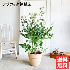 玄関 鉢植え 木の商品一覧 通販 Yahoo ショッピング