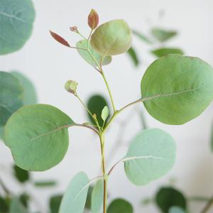ユーカリ アイボリーテラコッタ鉢植え 送料無料...の詳細画像1