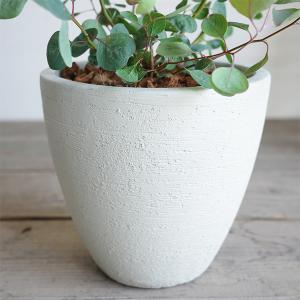 ユーカリ アイボリーテラコッタ鉢植え 送料無料...の詳細画像3