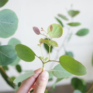 ユーカリ アイボリーテラコッタ鉢植え 送料無料...の詳細画像4