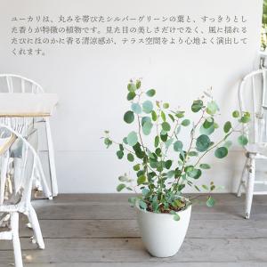 ユーカリ アイボリーテラコッタ鉢植え 送料無料...の詳細画像5