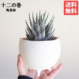 ハオルチア 十二の巻 三つ脚鉢 陶器鉢植え 多肉植物 シマシマゼブラ 卓上サイズ 観葉植物 ミニ プレゼント 送料無料 即日出荷