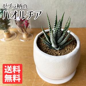 サボテン 多肉植物 サボテン 多肉植物種類 ハオルシア 花 ガーデニング 通販 Yahoo ショッピング