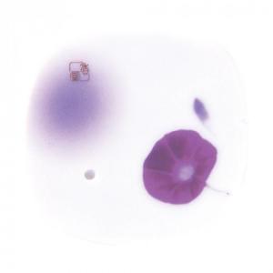 日本香堂 夢の夢 朝露(朝顔) 香皿 38572