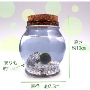 ちっちゃ可愛い コルク瓶まりも 観葉植物 マリ...の詳細画像1