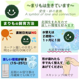 ちっちゃ可愛い コルク瓶まりも 観葉植物 マリ...の詳細画像2