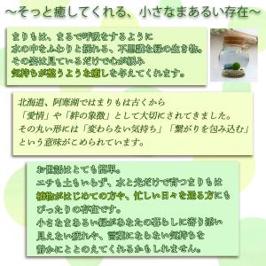 ちっちゃ可愛い コルク瓶まりも 観葉植物 マリ...の詳細画像3