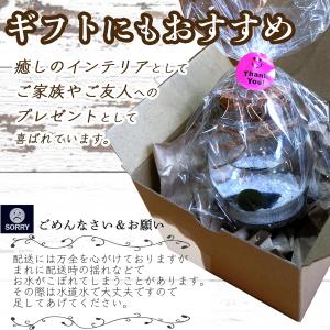 ちっちゃ可愛い コルク瓶まりも 観葉植物 マリ...の詳細画像5