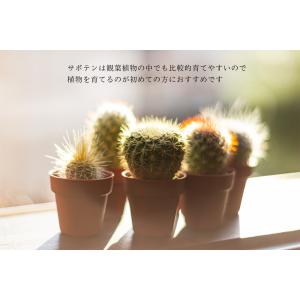 サボテン 4点 セット 1.5号 鉢 約4.7...の詳細画像4