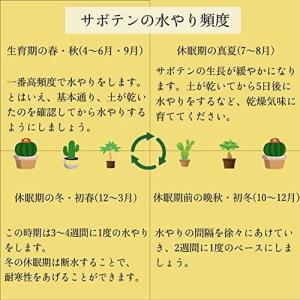 サボテン 4点 セット 1.5号 鉢 約4.7...の詳細画像5
