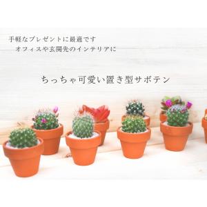 サボテン 6点セット 1.5号鉢 約4.7cm...の詳細画像1