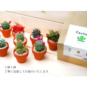 サボテン 6点セット 1.5号鉢 約4.7cm...の詳細画像2