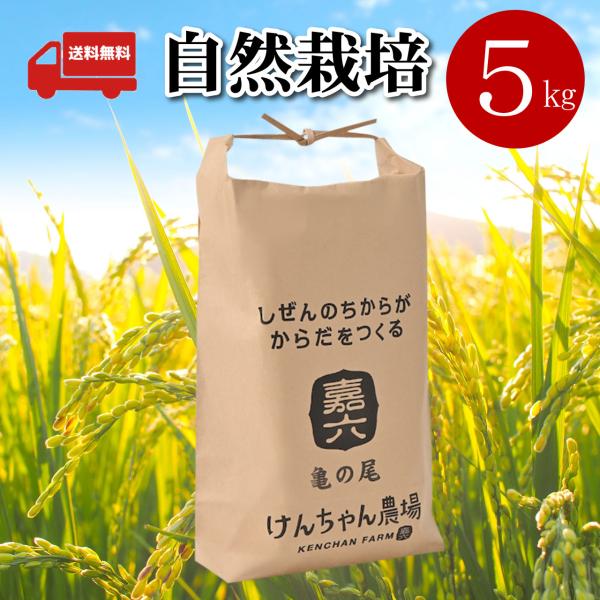 亀の尾　自然栽培米　玄米　5kg　白米　無農薬　無肥料　古代米　(けんちゃん農場)