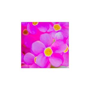 オキザリス ピンクの商品一覧 通販 Yahoo ショッピング