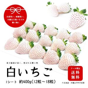 産地直送完熟いちご　白いちご　贈答用　総量約400g　12粒〜18粒