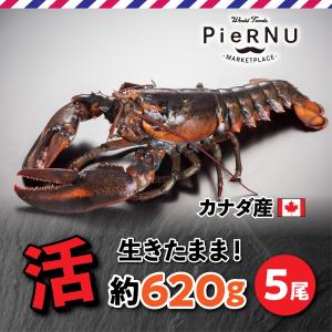 活オマール海老（カナダ産）　5尾(約620g×5）｜piernu