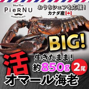 活オマール海老（カナダ産）　2尾(約850g×2）