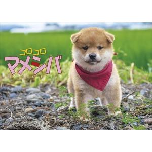ピジョン 動物 年カレンダー Yahoo ショッピング