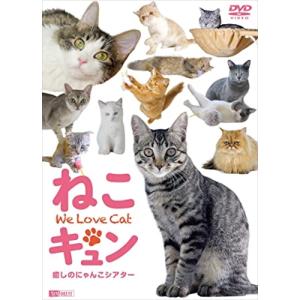 シンフォレストDVD ねこキュン 癒しのにゃんこシアター