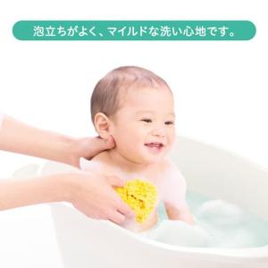 天然カイメン 0ヵ月〜 海綿 スポンジ ボディ...の詳細画像3