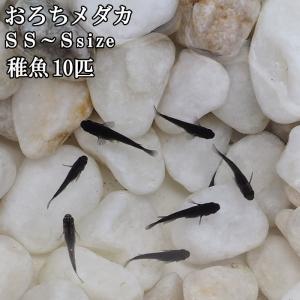黒メダカオロチの商品一覧 通販 Yahoo ショッピング