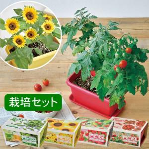 聖新陶芸 グリーンペット ミニトマト GD-100205 栽培セットギフト