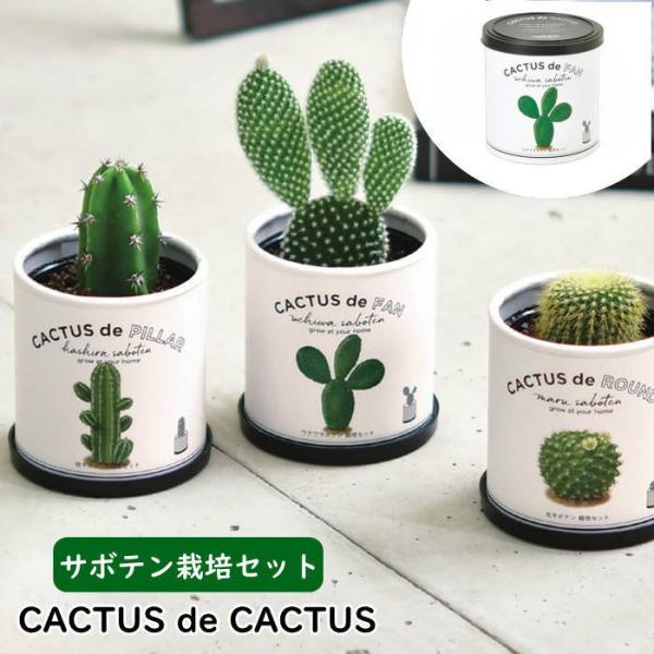 サボテン 栽培セット 栽培キット 多肉植物 園芸 ガーデニング インバウンド お土産 丸サボテン 柱...