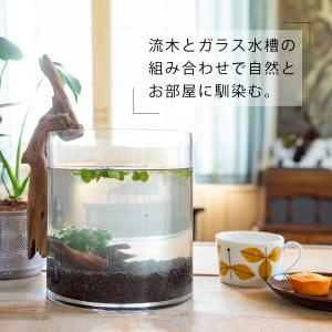 ❇️ガラス球体水槽 ❇️3色LEDエアーレーション　❇️熱帯魚、金魚、水草、流木　観賞 Amazon | ガラス水槽 透明水槽 リビング用ボール水槽 小型金魚