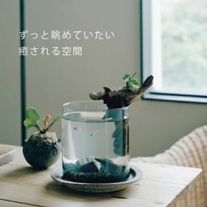 ガラス水槽 メダカ 飼育 セット おしゃれ グラスアクアリウム 流木