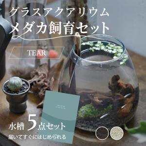 水槽　メダカ飼育セット　おしゃれなグラスアクアリウムセット TEAR  金魚　熱帯魚