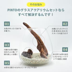 ガラス水槽 メダカ 飼育 セット おしゃれ グラスアクアリウム 流木