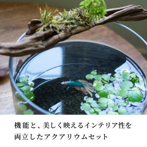 ガラス水槽 ベタ 飼育 セット おしゃれ グラ...の詳細画像1