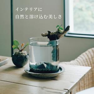 ガラス水槽 ベタ 飼育 セット おしゃれ グラ...の詳細画像2