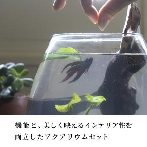 ガラス水槽 ベタ 飼育 セット おしゃれ グラスアクアリウム 流木 ガラス水槽 ベタ 飼育 セット おしゃれ グラスアクアリウム 流木