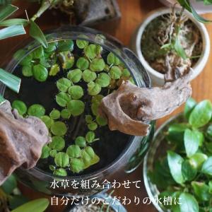 ガラス水槽 ベタ 飼育 セット おしゃれ グラ...の詳細画像3