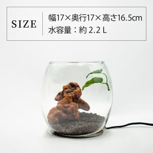 ガラス水槽 ベタ 飼育 セット おしゃれ グラスアクアリウム 流木 ガラス水槽 ベタ 飼育 セット おしゃれ グラスアクアリウム 流木