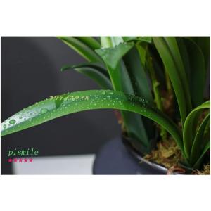 造花と花瓶 フェイク胡蝶蘭 人工鉢植え フェイ...の詳細画像2