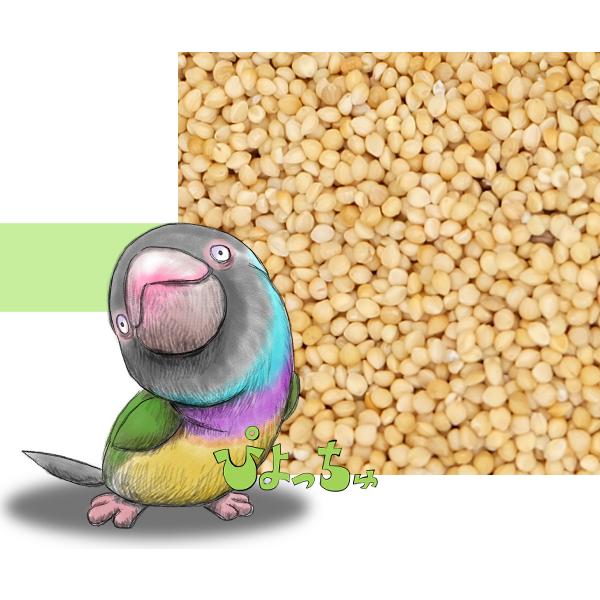 玄アワ　5kｇｘ1